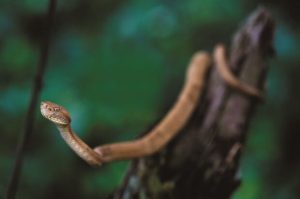 Quemada Grande la curiosa isla de Brasil que tiene más de 2 000