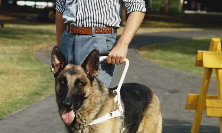 D A Internacional Del Perro Gu A Por Qu Se Celebra El De Abril