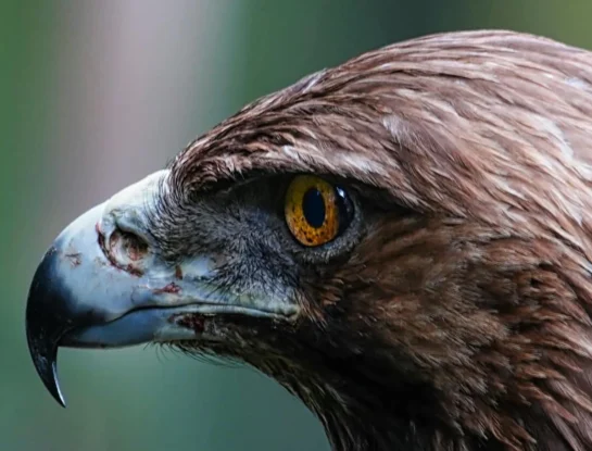 Del águila al camarón mantis: los animales con la vista más increíble del reino animal