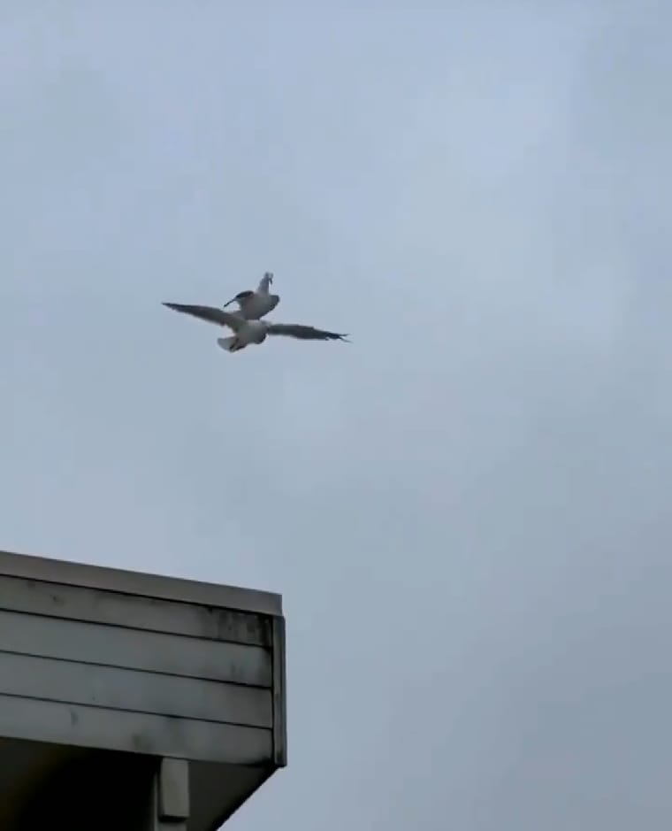 ¡Supergaviota!