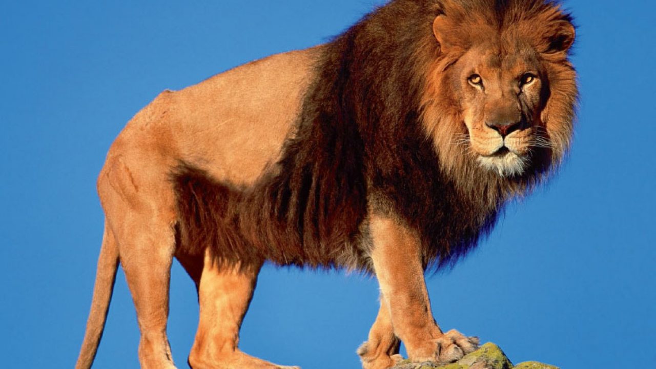 El león, el rey de la melena - Billiken