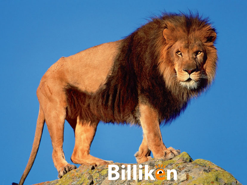 El león, el rey de la melena - Billiken
