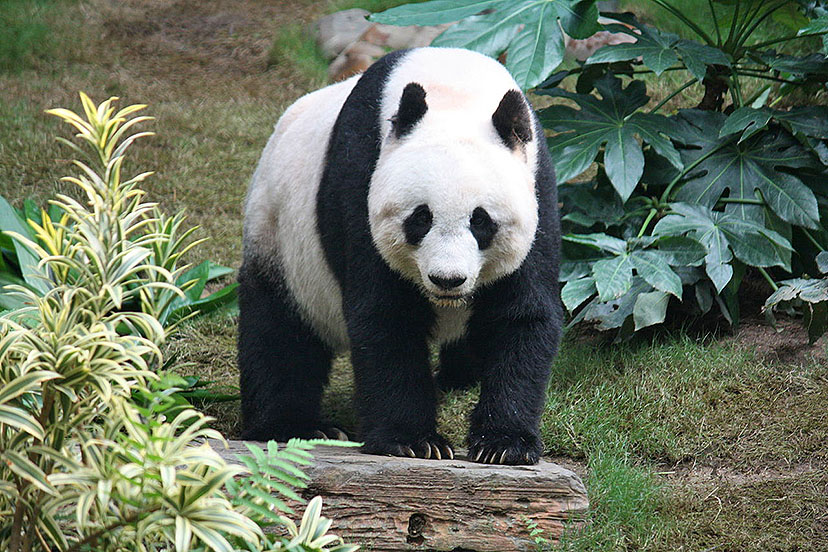 Cómo hizo China para salvar a los osos panda gigantes de la extinción? -  BBC News Mundo