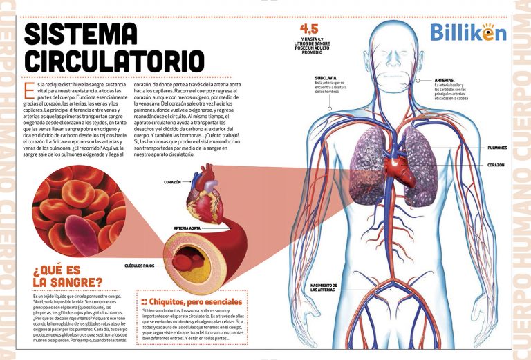 Cuerpo Humano: Toda La Información Del Sistema Circulatorio Y Un ...