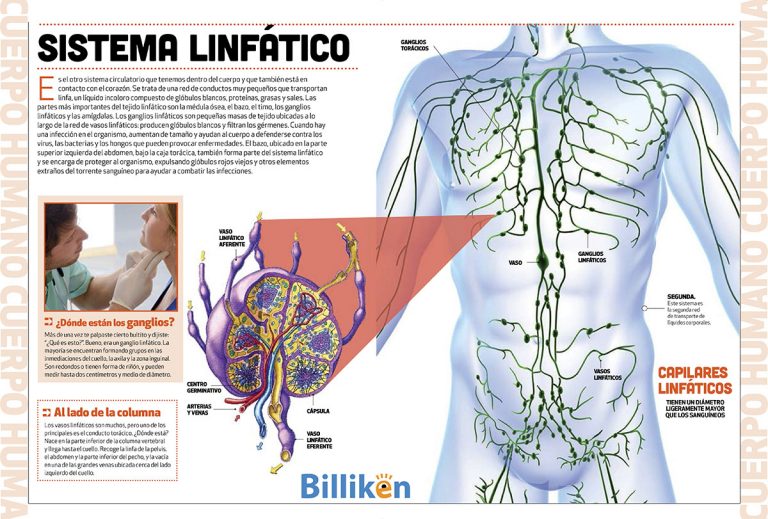 Cuerpo humano toda la información del sistema linfático y un material descargable Billiken