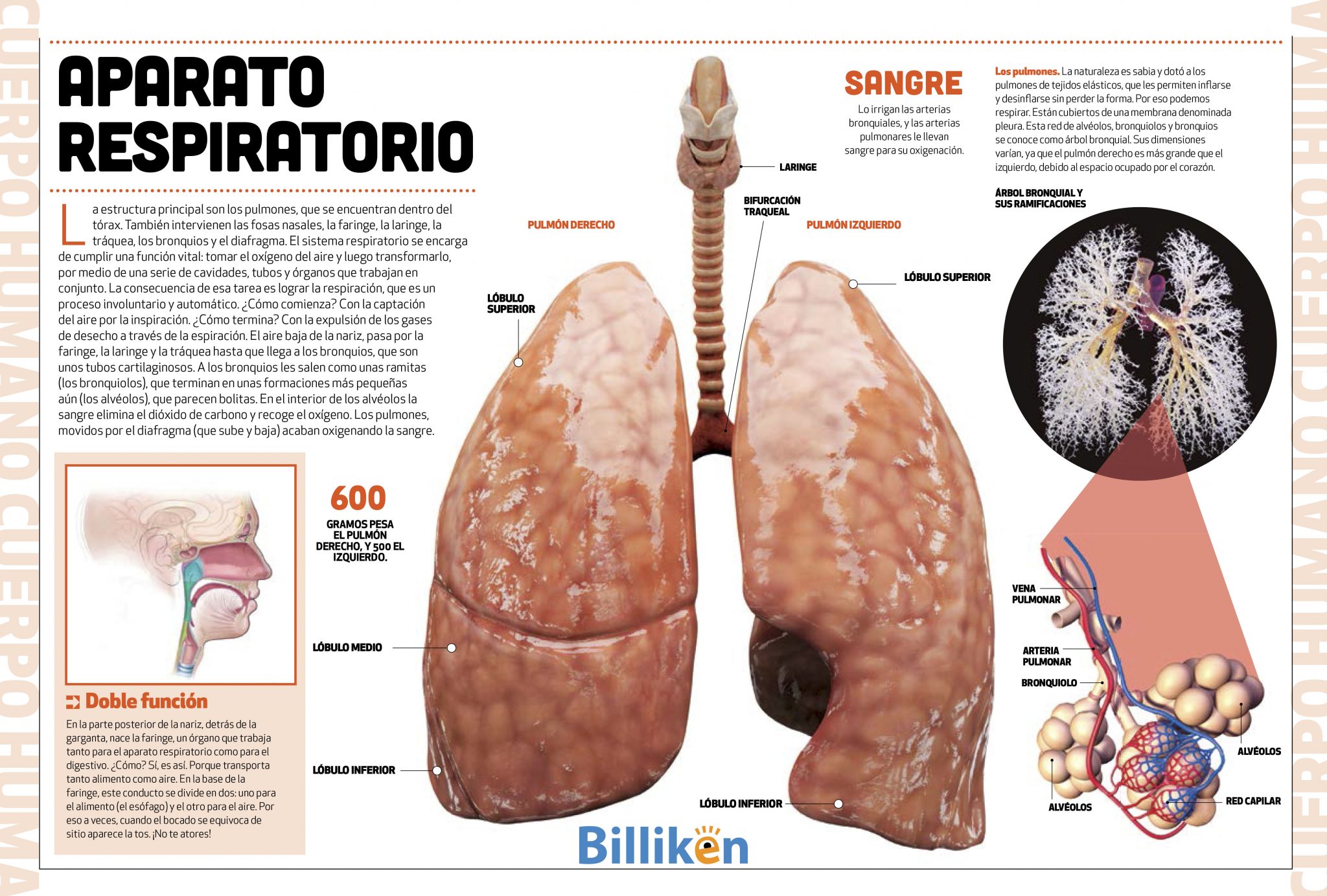 Datos Interesantes Sobre El Sistema Respiratorio