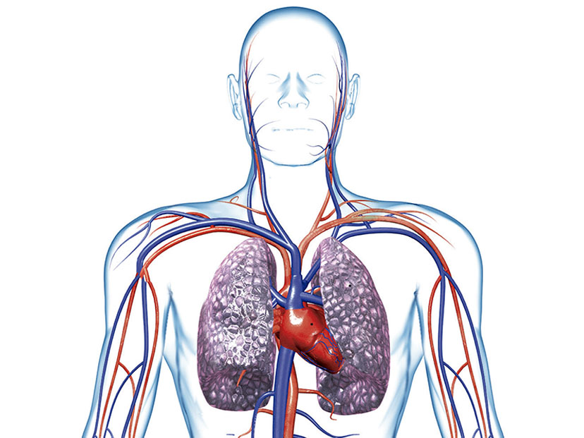 Sistema humano circulatorio nuance pdf converter support