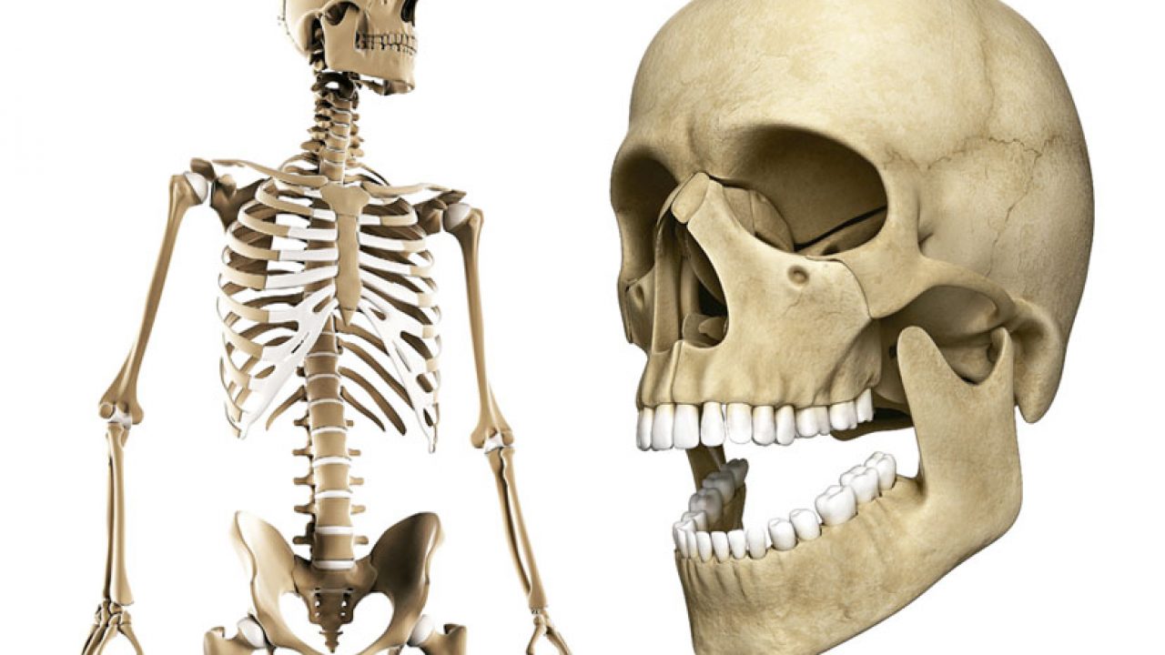 Cuerpo humano: toda la información del esqueleto y un material