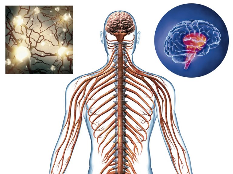 Cuerpo Humano: Toda La Información Del Sistema Nervioso Y Un Material ...