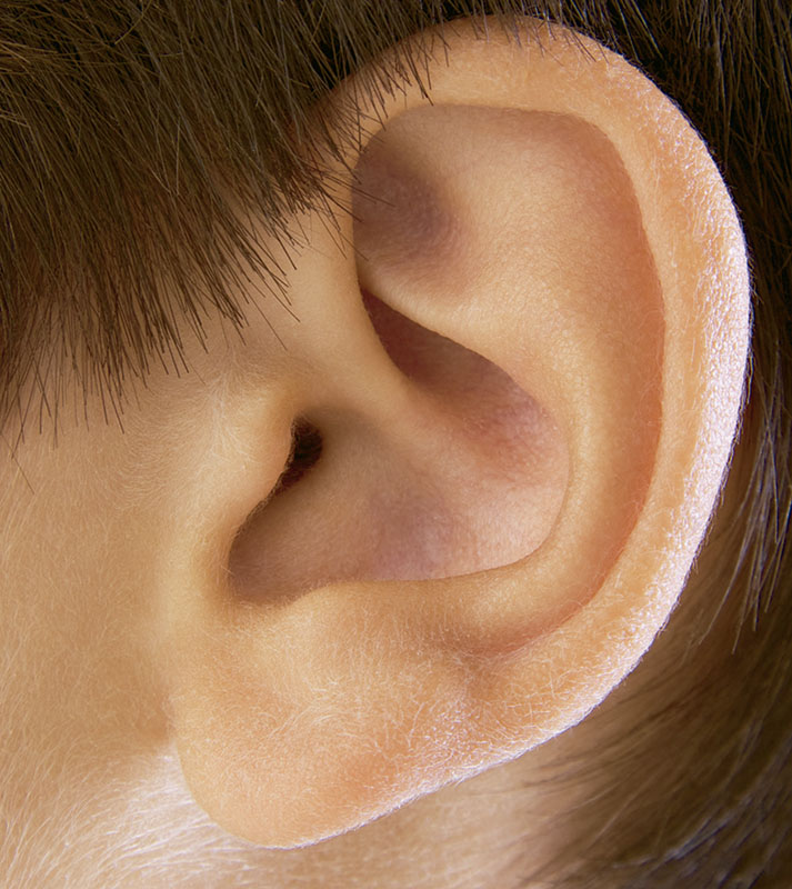 por qué preposición apretado Los sentidos: toda la información sobre la audición y un material  descargable - Billiken