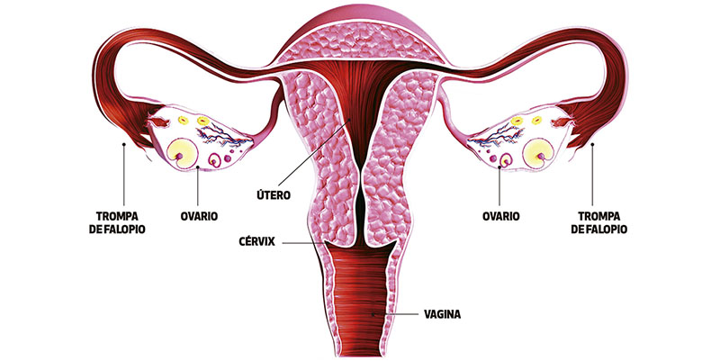 Con ovarios poliquisticos se puede tener hijos