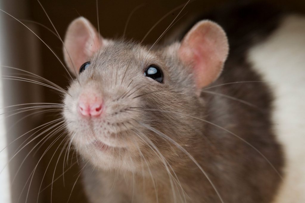 ¿Cuál es el origen de la expresión “Hacerse la rata”?