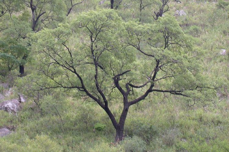 ¿Sabías que el quebracho colorado chaqueño es el “Árbol Forestal Nacional Argentino”?