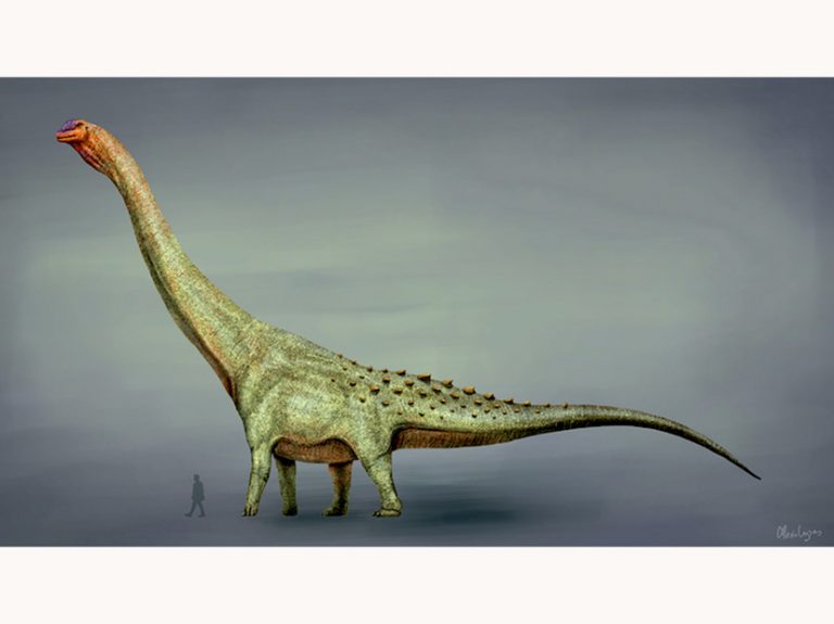 Imagenes Del Dinosaurio Mas Grande Que Existio billiken.lat