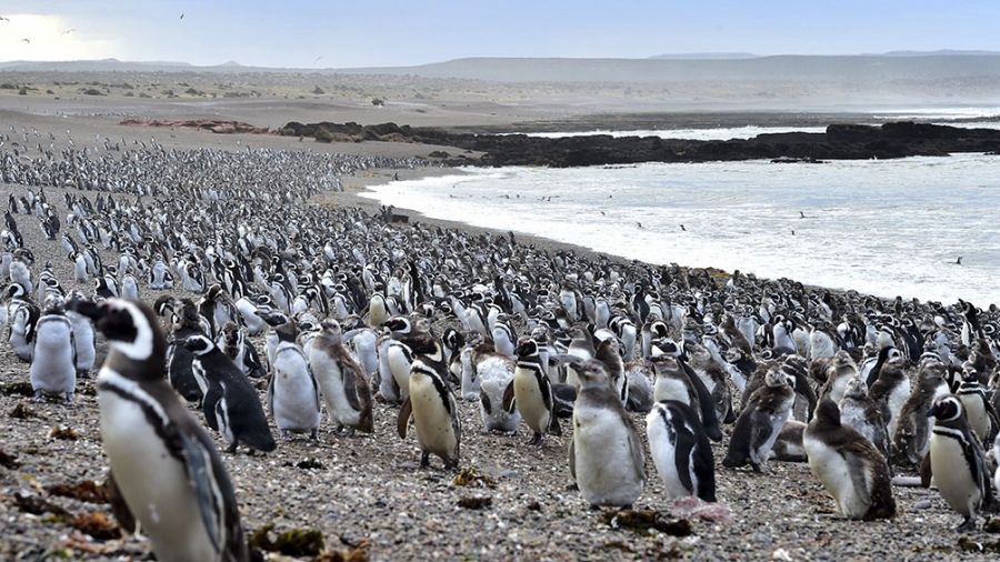 La mayor colonia de Pingüinos de Magallanes del mundo está en Chubut