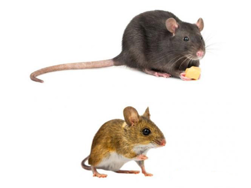 Sabés cuál es la una rata un ratón? - Billiken
