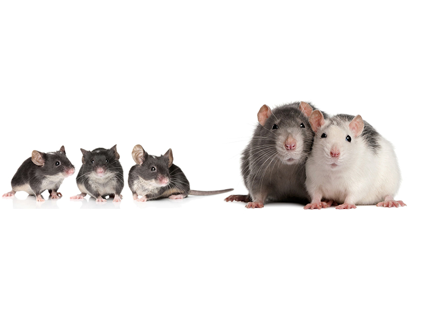 Sabés cuál es la una rata un ratón? - Billiken