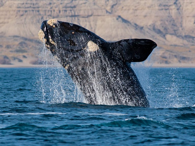 ¿Sabías Que La Ballena Franca Austral Fue Declarada “Monumento Natural ...