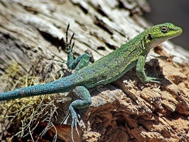 ¿Cuál es la diferencia entre un lagarto y una lagartija? - Billiken