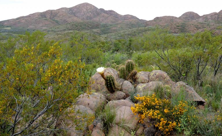 Parque Nacional Lihué Calel El Paisaje Pampeano Que Conserva Muestras De Arte Rupestre Billiken 9405