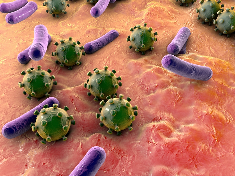 ¿Cuál es la diferencia entre virus y bacteria?