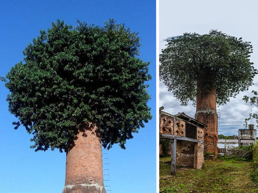 En Formosa creció un árbol adentro de una chimenea abandonada