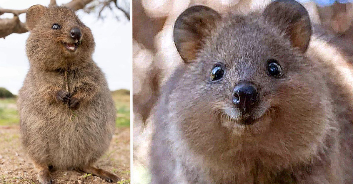 Quokka el animal "más feliz del mundo" es un marsupial y vive en