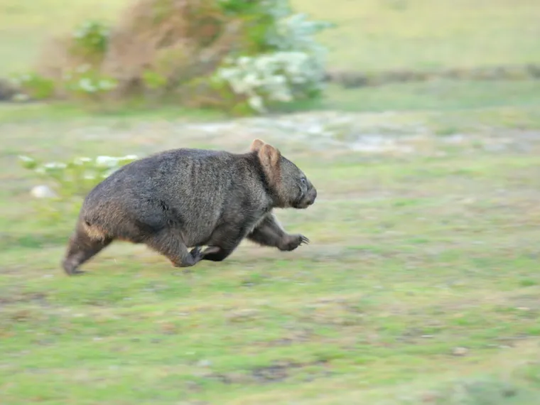 Wombat corriendo.