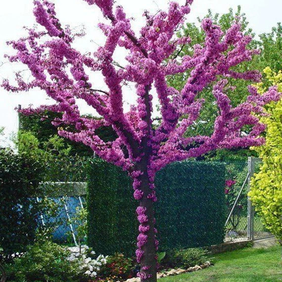 Cercis siliquastrum: el "árbol del amor" 
