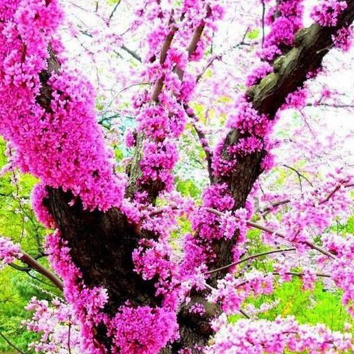 Cercis siliquastrum: el "árbol del amor"