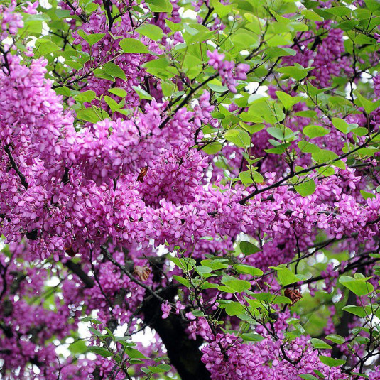 Cercis siliquastrum: el "árbol del amor"