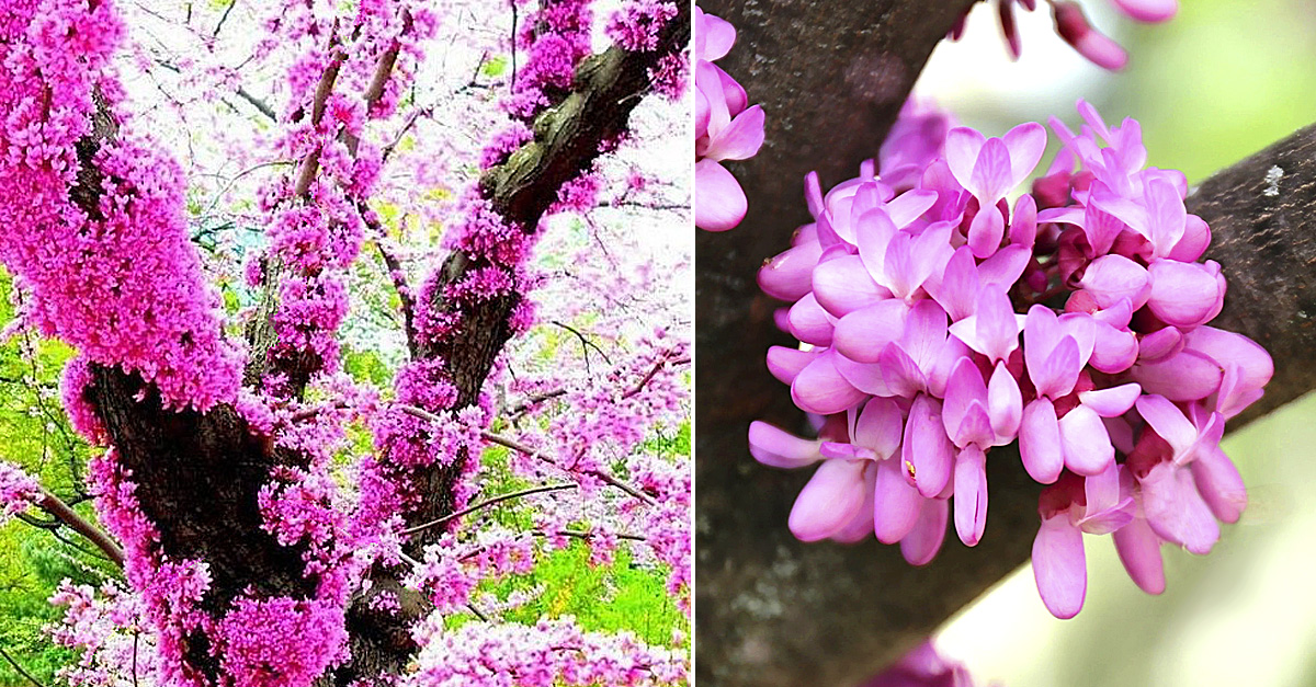 Cercis siliquastrum: el 