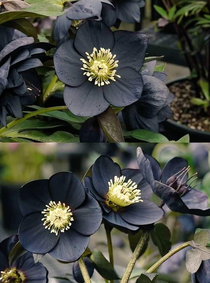 Una flor negra sorprende por su increíble belleza: conocé esta variedad  híbrida de la extraña especie Hellebores - Billiken