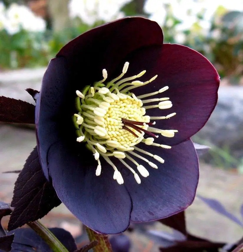 Una flor negra sorprende por su increíble belleza: conocé esta variedad  híbrida de la extraña especie Hellebores - Billiken