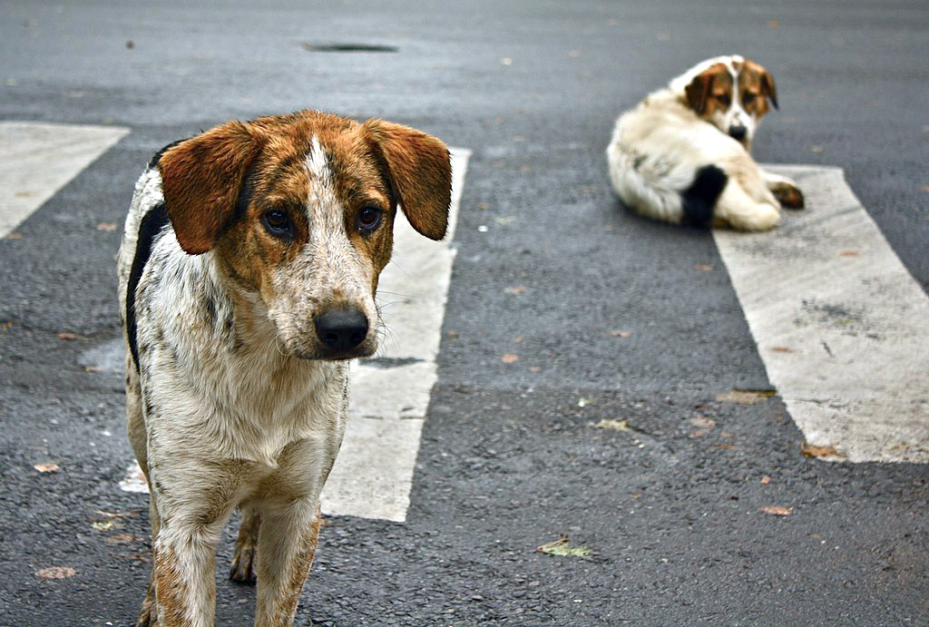 los perros atacan a los humanos