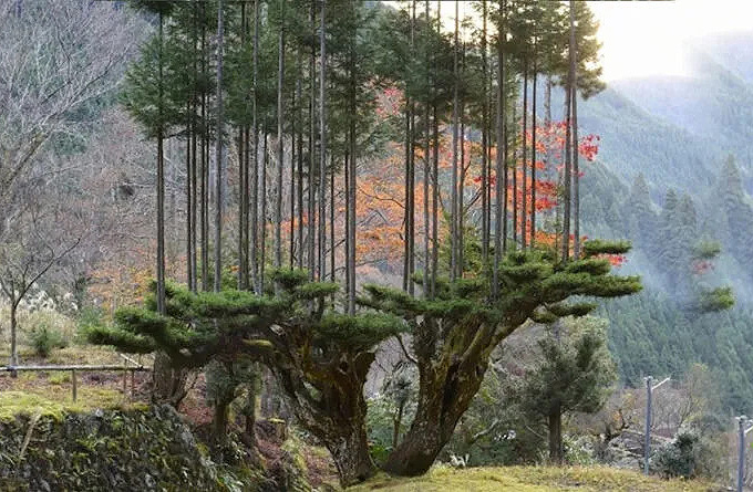 Técnica Daisugi: en Japón producen madera sin cortar los árboles - Billiken