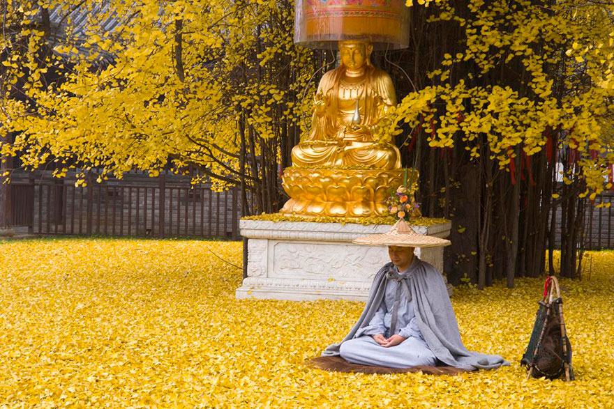 El Ginkgo Biloba dorado del templo de Gu Guanyin en China.