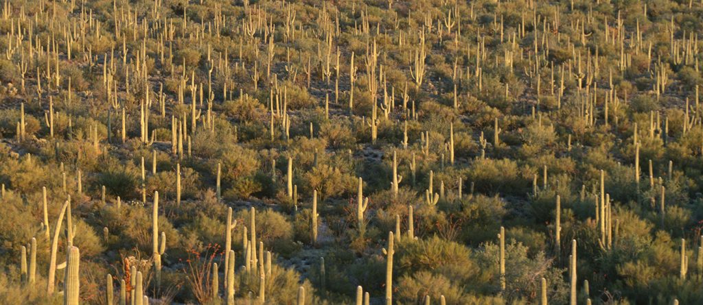Parque Nacional Saguaro, en Arizona, EEUU.