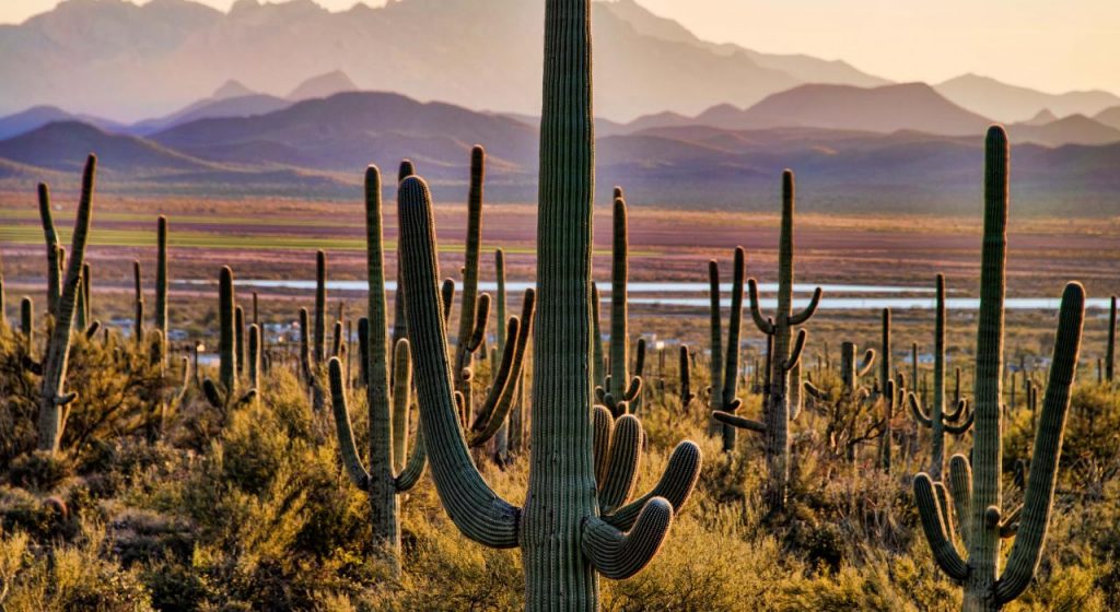 Paisaje de Saguaro, repleto de cactus.