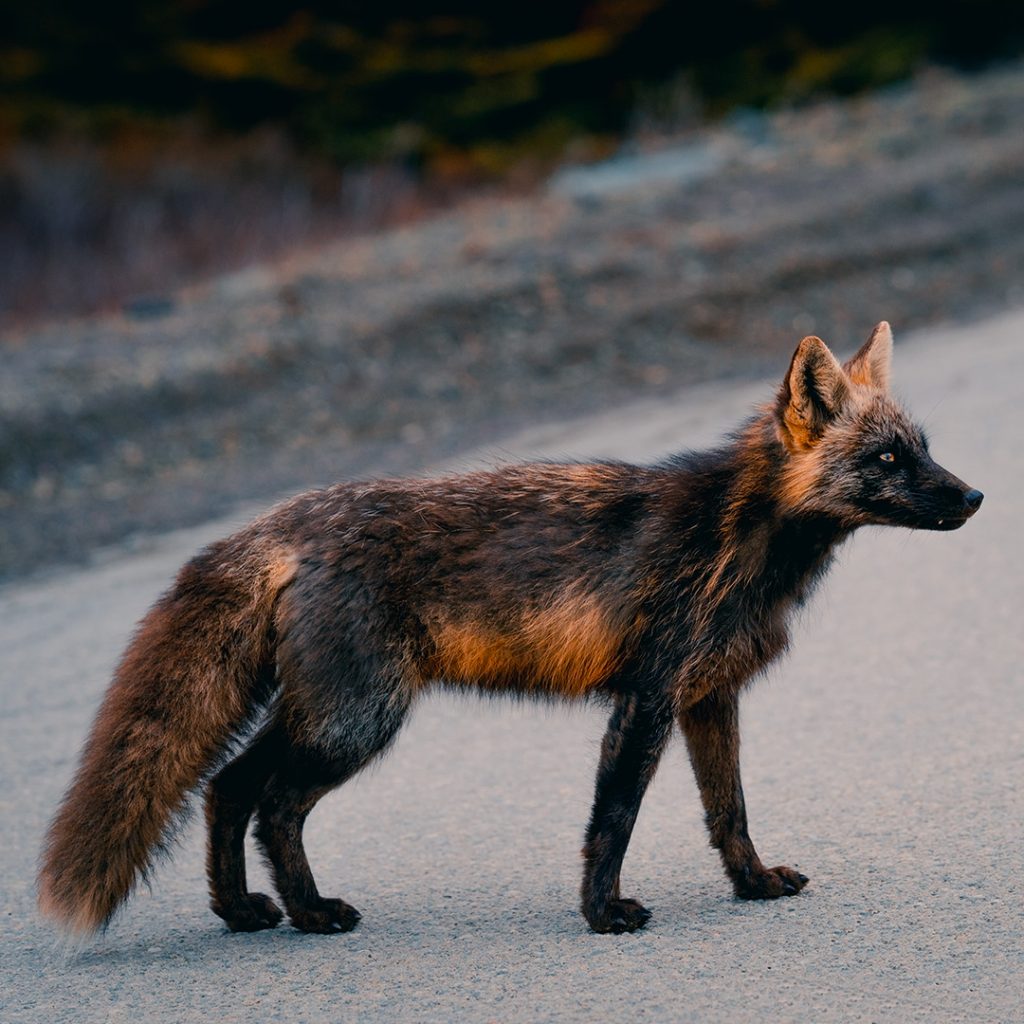The Fire Fox Is A Variant Of The Red Fox With Black And Orange Fur.