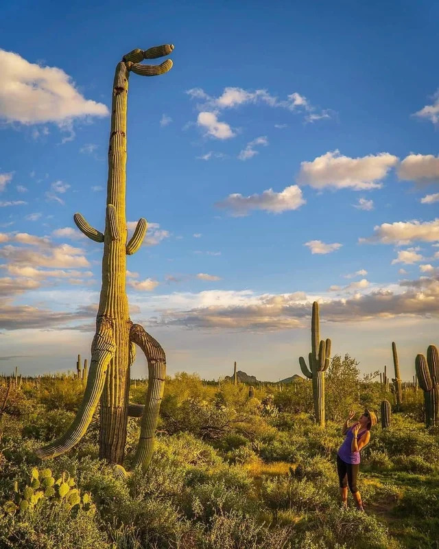 Famoso cactus de saguaro con formato de dinosaurio. 