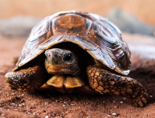 ¿Sabías que las tortugas viven más gracias a su tipo de sangre?