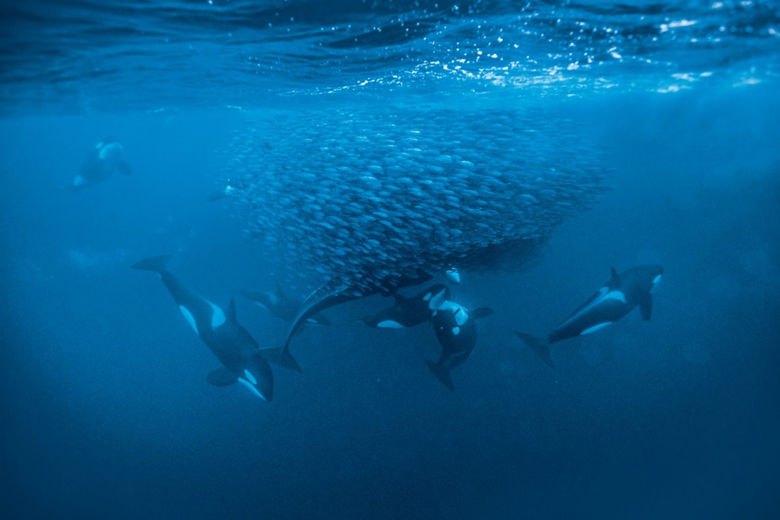 Orcas: Descubren Que Utilizan Una Técnica Sorprendente De Caza En ...