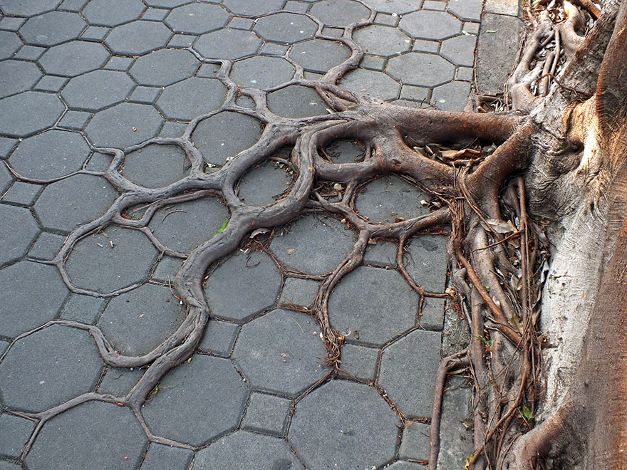 La fuerza de la naturaleza: 8 casos donde las raíces de los árboles le ganan la batalla al cemento