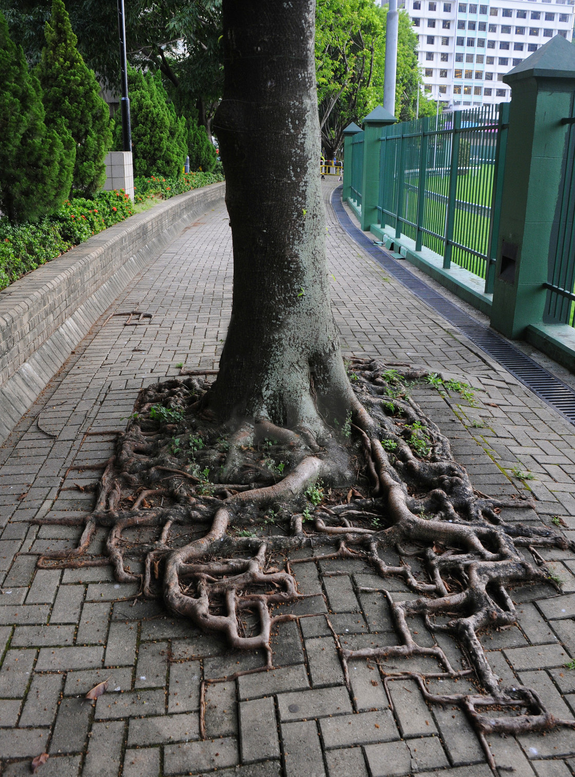 La fuerza de la naturaleza: 8 casos donde las raíces de los árboles le ganan la batalla al cemento