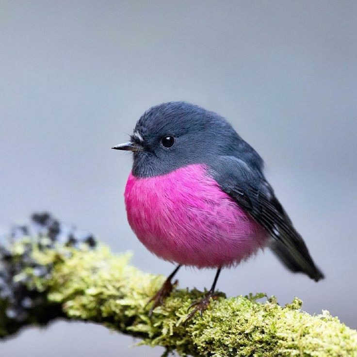 Foto del pájaro Pink Robin.
