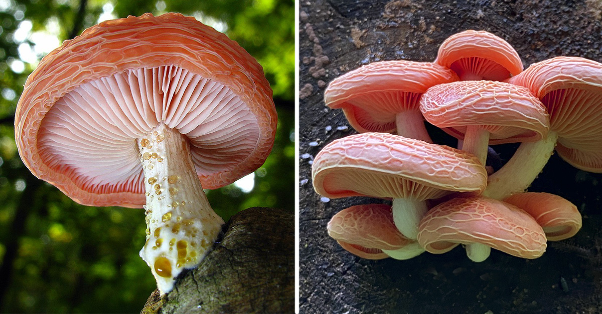 Rhodotus palmatus: el hongo de increíble belleza que está a punto de ...