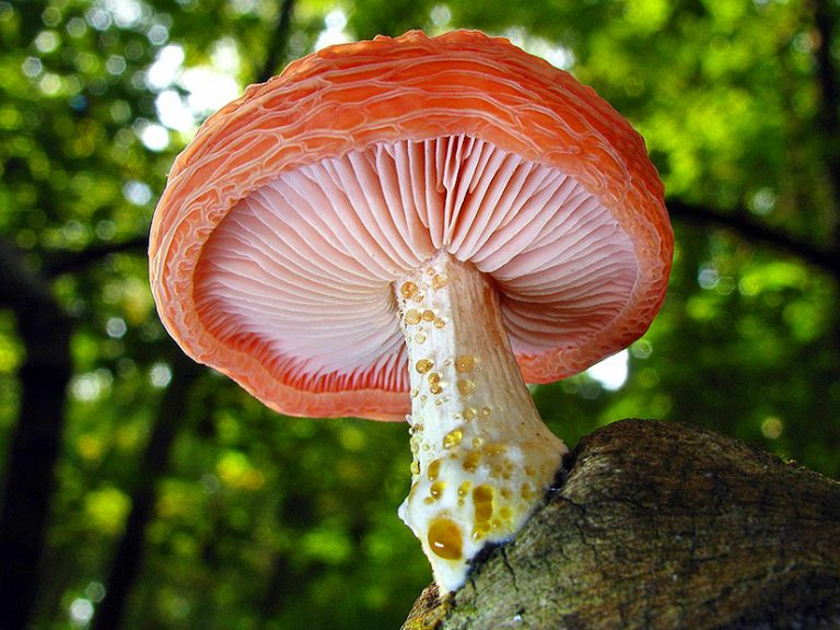Rhodotus palmatus: el hongo de increíble belleza que está a punto de ...