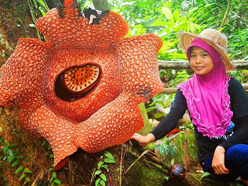 Rafflesia-arnoldii-flor-ST
