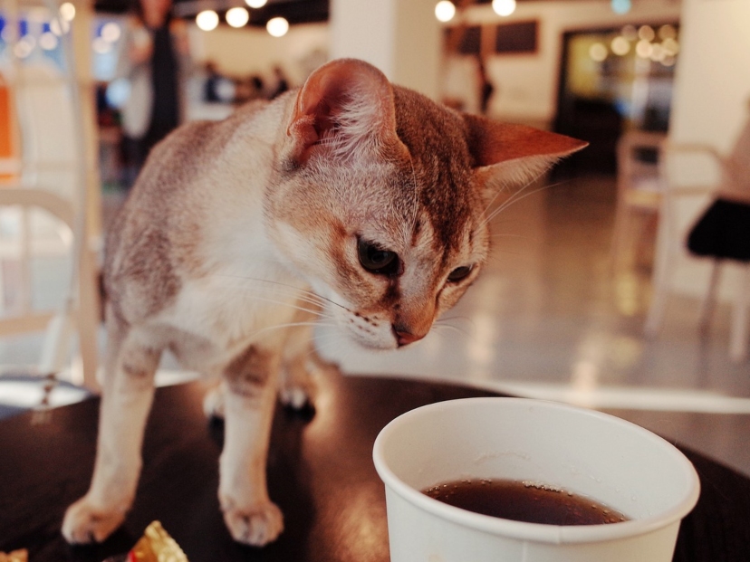 cafe-con-gatos